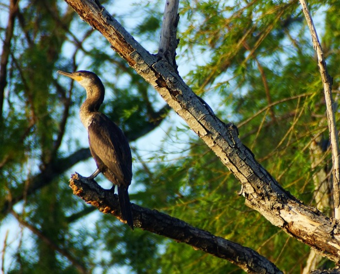bigu: Ave palmpeda, especie de cuervo marino de color negro con alguna mezcla blanca en el cuello y cabeza.