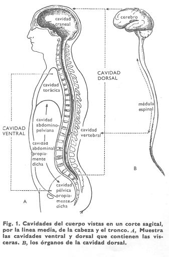 En el hombre y otros vertebrados, el cuerpo tiene dos cavidades, la anterior y la posterior