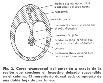 Las relaciones de unas y otras cavidades son bien visibles en cortes transversales durante el desarrollo embrionario, como el de la figura 2