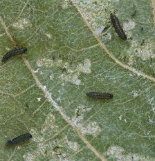 Corocha: Larva del escarabajuelo (Haltica ampelophaga)