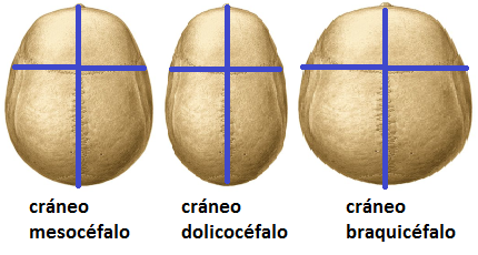 Crneo mesocfalo, dolicocfalo y braquicfalo.
