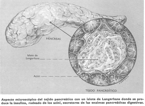 Diabetes: aspecto microscpico del tejido pancretico con un islo de Langerhans donde se produce la insulina, rodeado de los acini, secretores de las enzimas pancreticas digestivas.