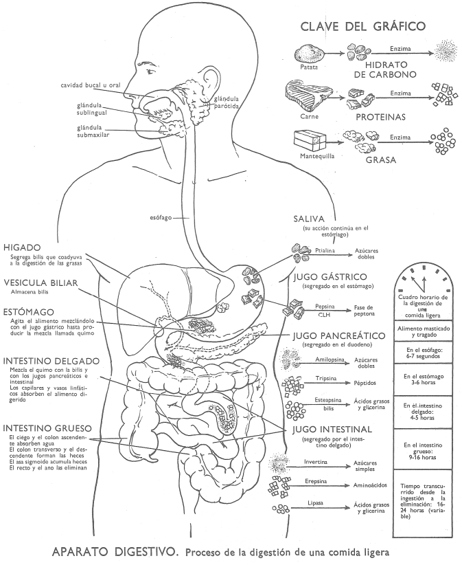 Digestin humana: proceso de digestin de una comida ligera