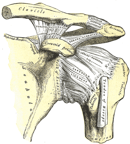 Enartrosis hombro-humeroescapular (escpula y hmero)