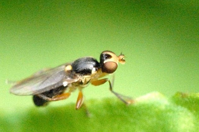 Guasasa, mosca Liohippelates
