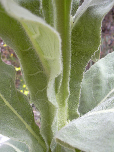 Hojas decurrentes en barbasco comn (Verbascum thapsus)