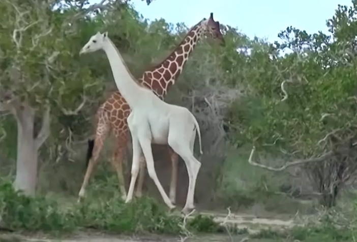 La particularidad de esta jirafa era su pelaje de color blanco.