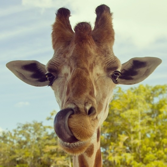 La lengua prensil de la jirafa.