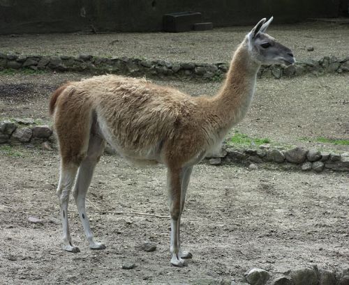 Camlidos: llama