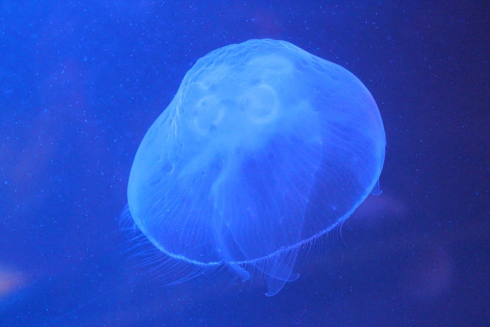 Umbrela o campana de la medusa