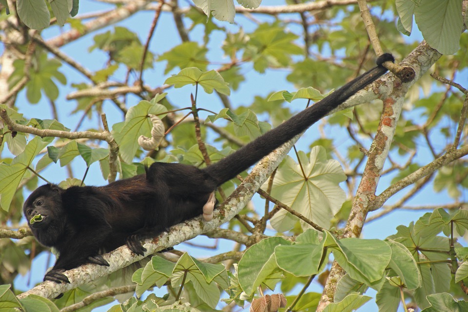 La prensibilidad de la cola de ciertos primates les permite sostenerse de las ramas de los rboles.