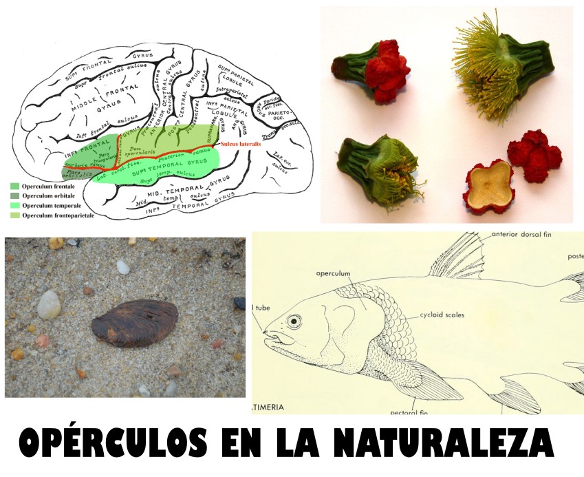Oprculos (operculum) en la naturaleza