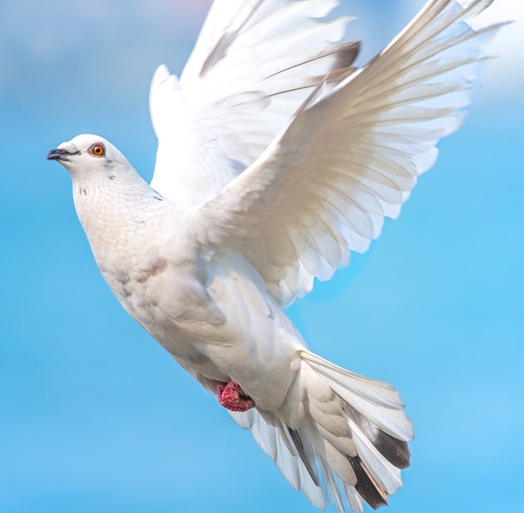 La paloma blanca es smbolo de la paz.