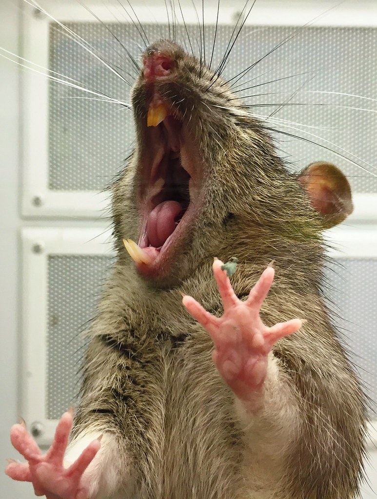 Las ratas usan sus afilados dientes para roer.