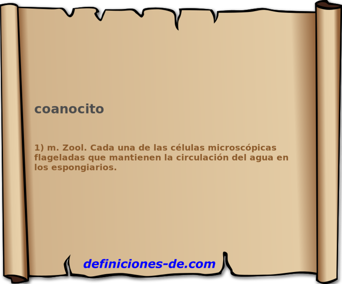 coanocito 
