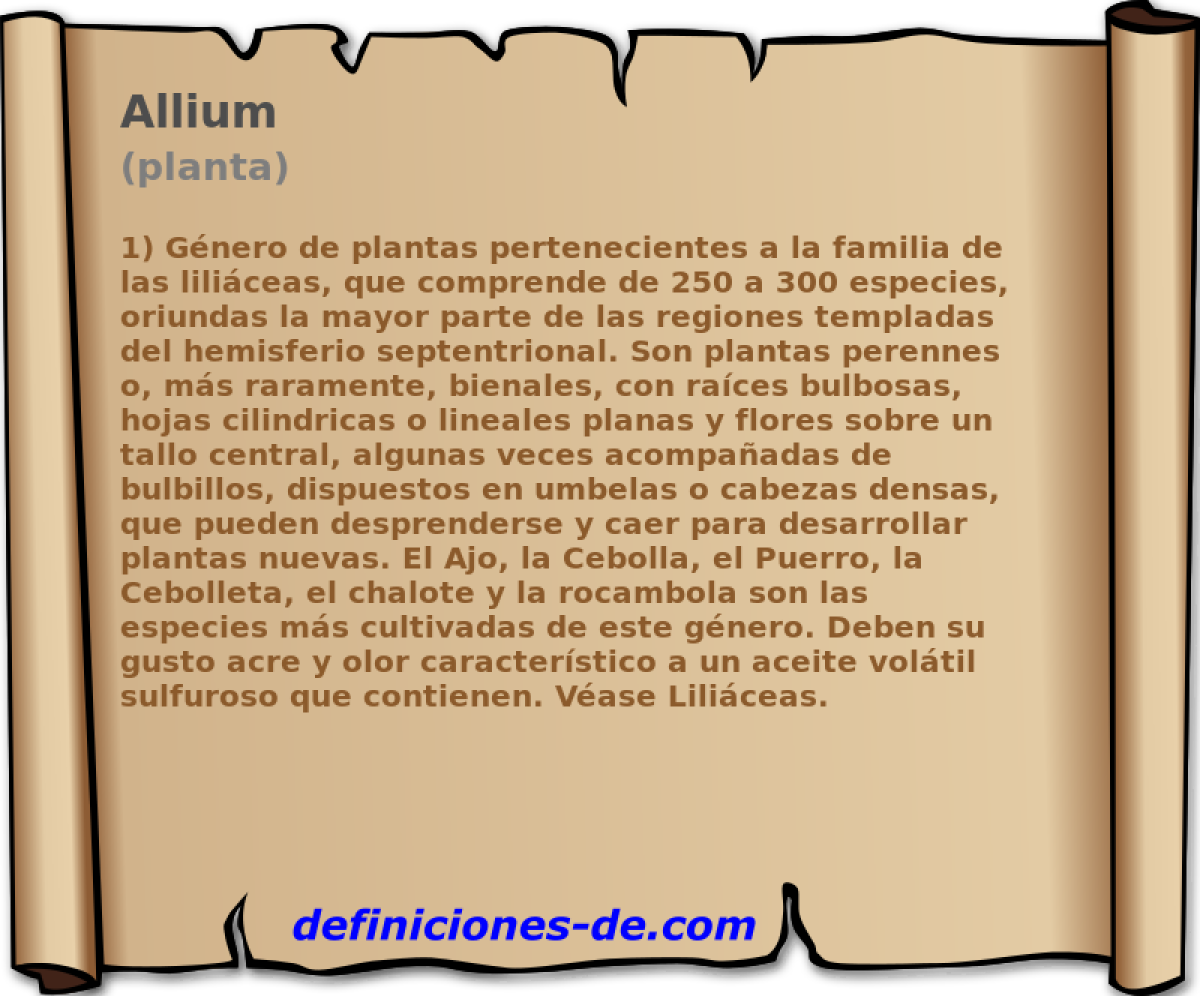Allium (planta)