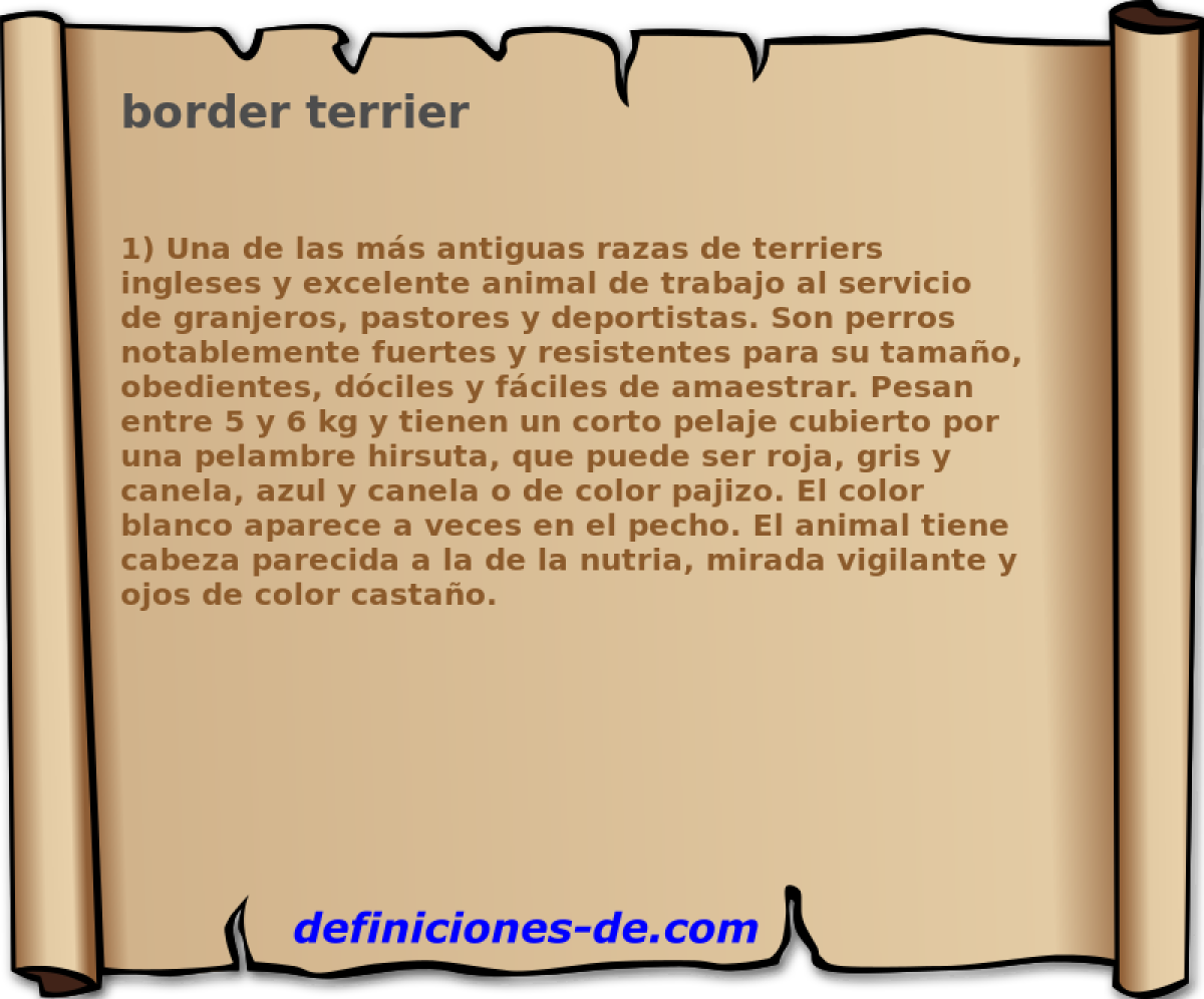 border terrier 