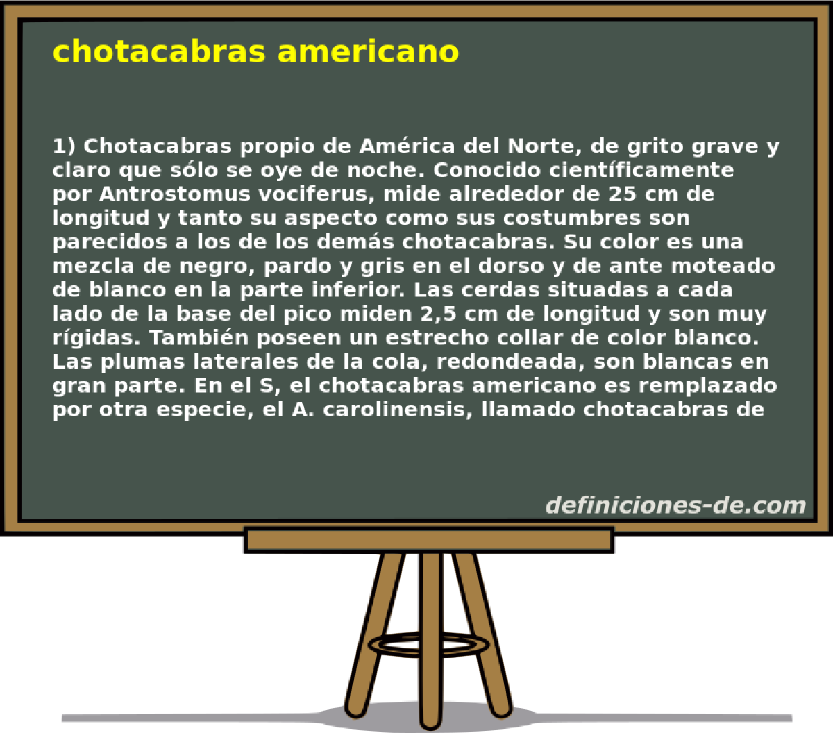 chotacabras americano 