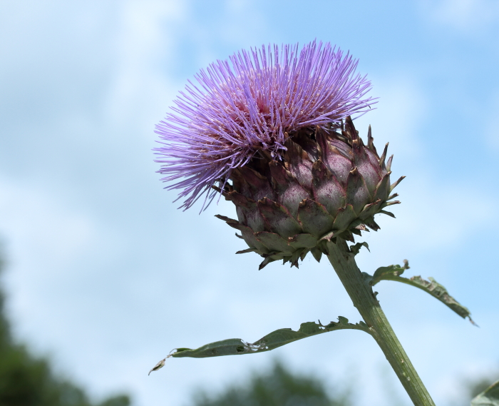 Morra (Cynara cardunculus)