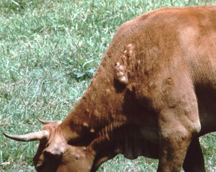 Animal infestado de uras