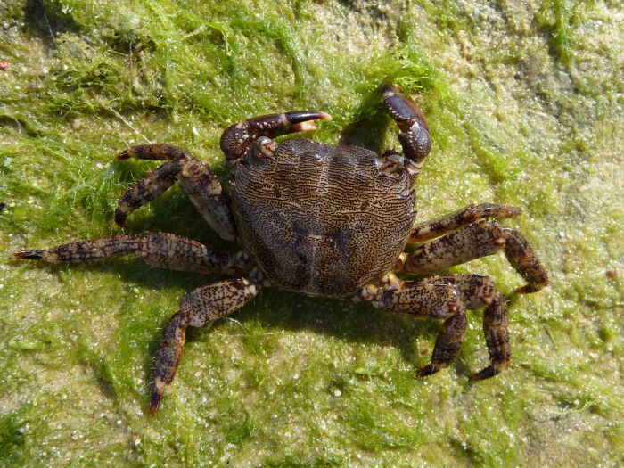 Mulata (Pachygrapsus marmoratus)