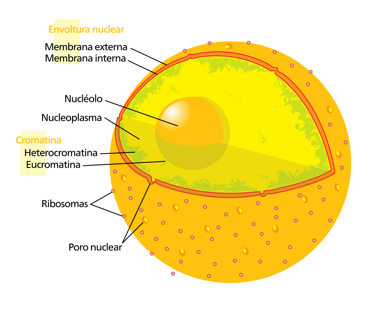 Esquema del ncleo celular de una clula humana.