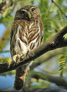 Cabur chico, Glaucidium brasilianum.