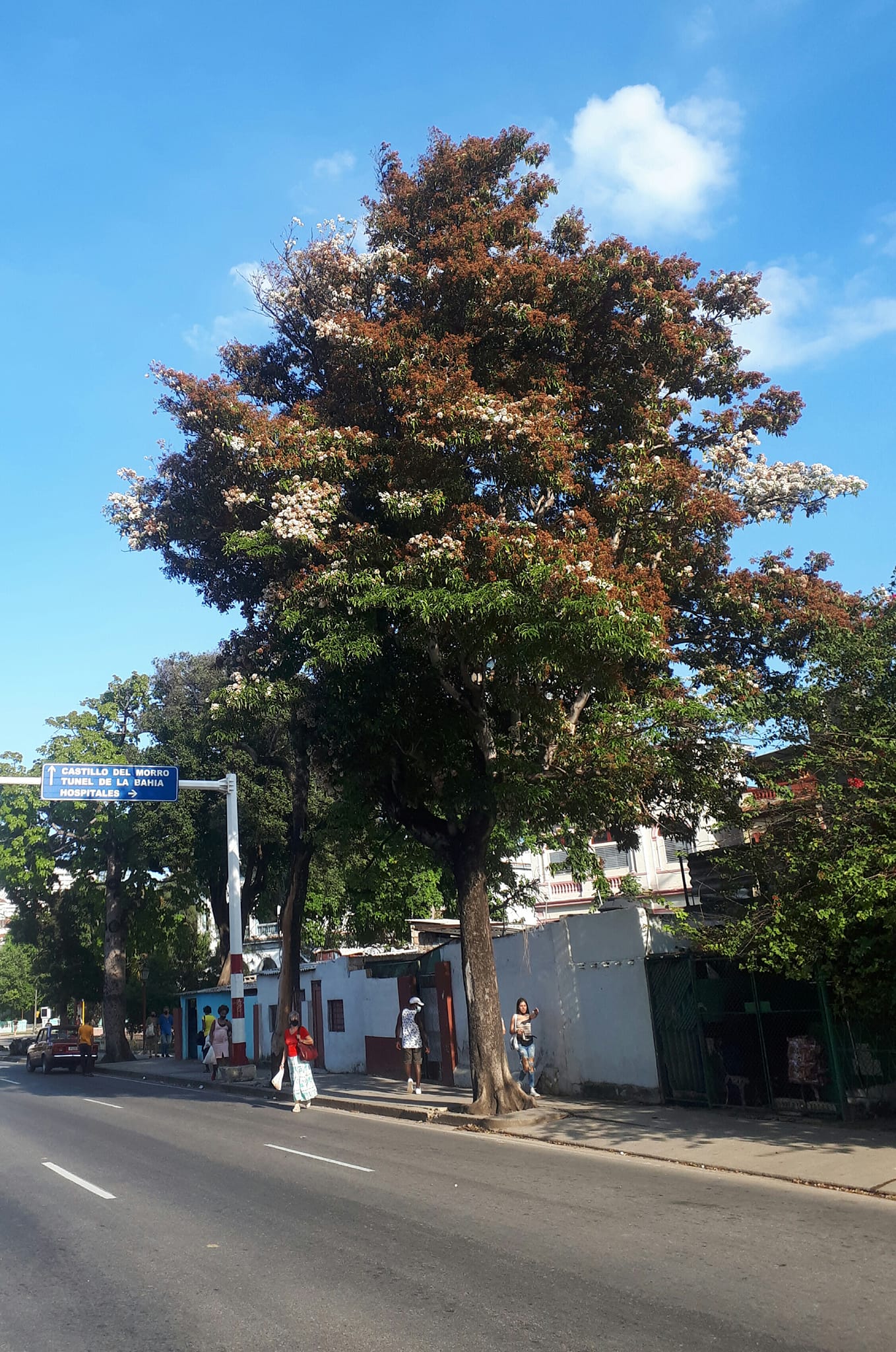 Bara (Cordia Gerascanthus)