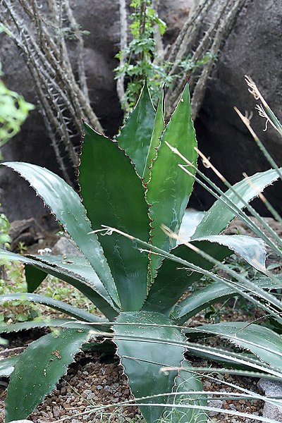 Una xerfita bien conocida es la planta suculenta Agave americana. Se cultiva como una planta ornamental popular en todo el mundo. El nctar de agave se recoge de la planta y se consume como sustituto del azcar o la miel. En Mxico, la savia de la planta suele fermentarse para producir una bebida alcohlica.