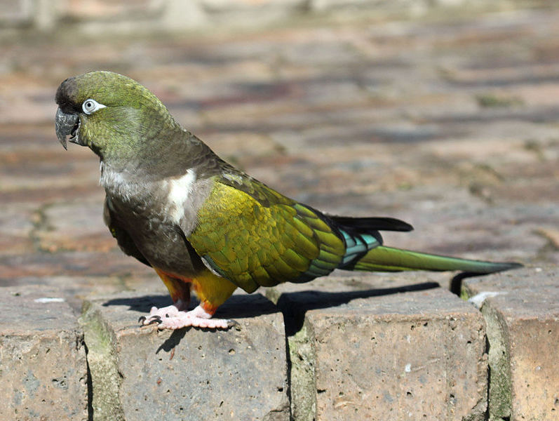 Cyanoliseus patagonus, conocido tambin como loro barranquero, loro de madriguera o sus nombres indgenas tricahue, tricao y otras variantes.