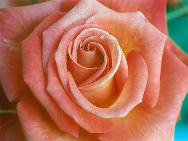 Rosa color salmn