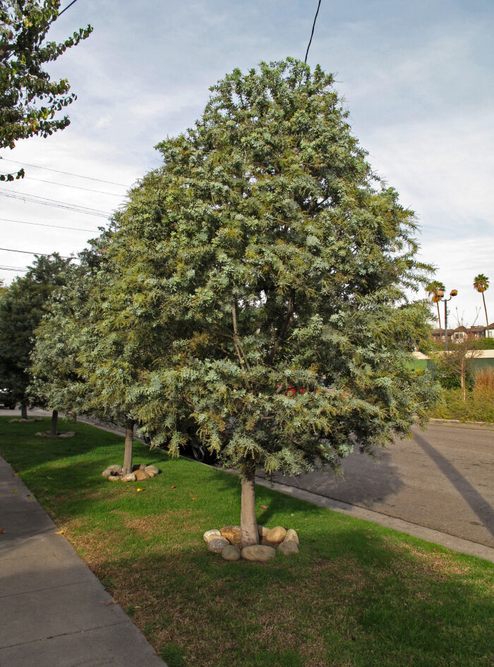 Acacia baileyana