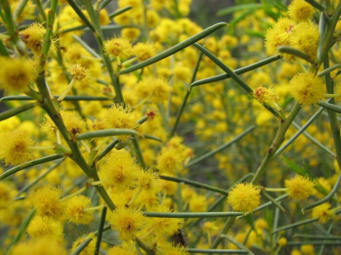 Acacia euthycarpa o calamifolia