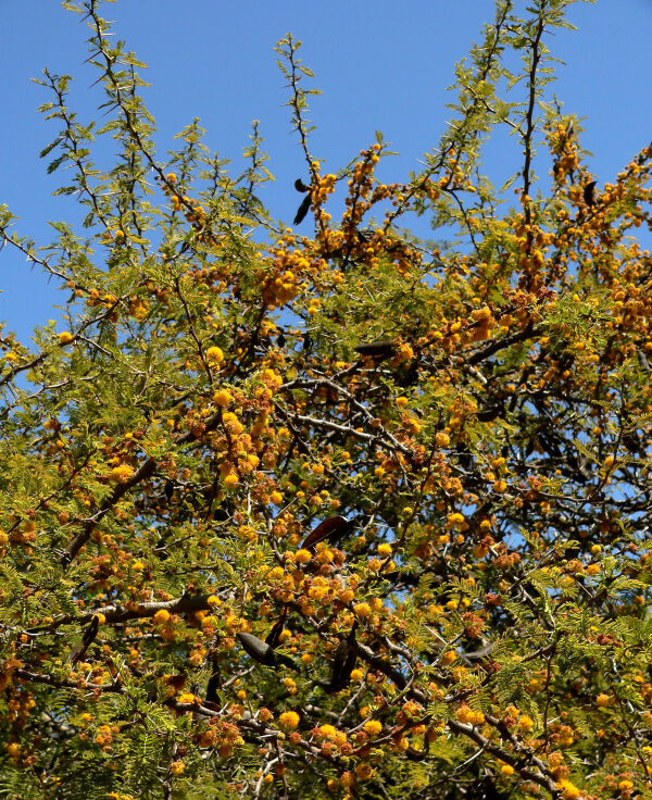 Espino o Acacia caven