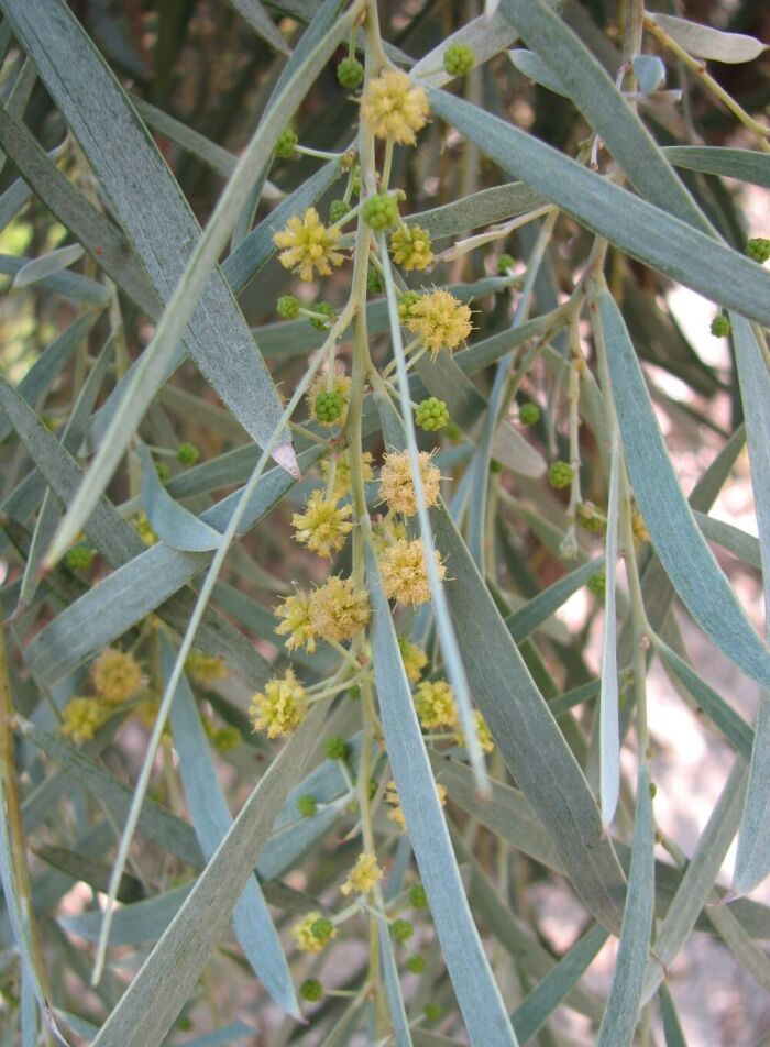 Acacia pndula