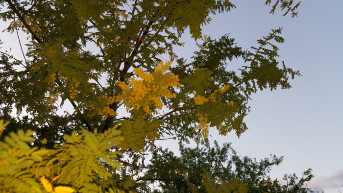 Acacia pubescens