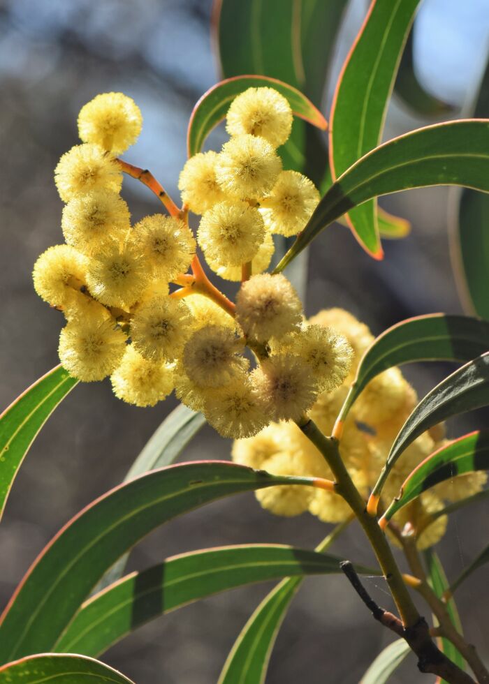 Acacia pycnantha