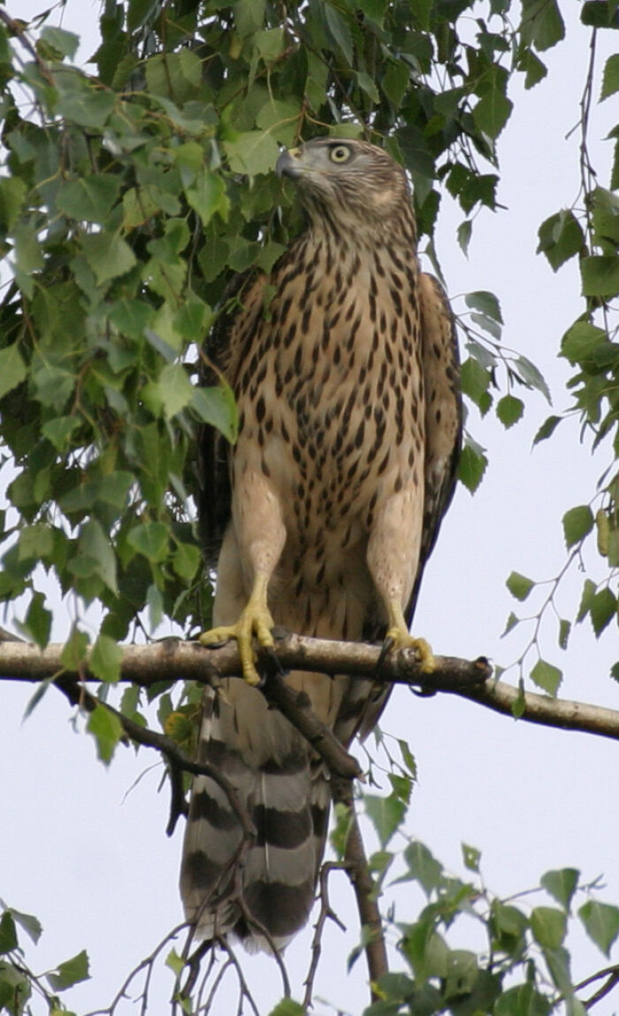 Azor (Accipiter gentilis)