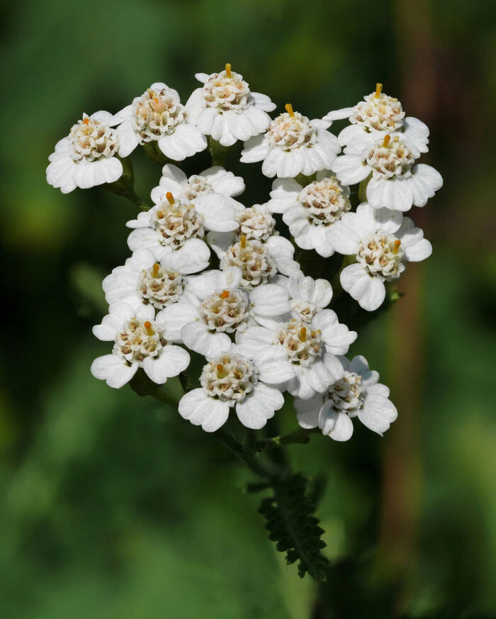 Aquilea (Achillea millefolium)