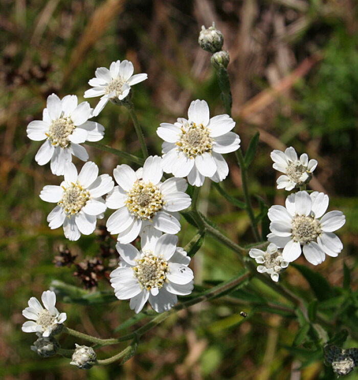 Achillea ptarmica