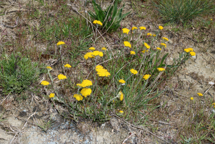 Achillea tomentosa