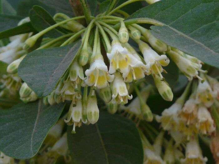 Carite (Acnistus arborescens)