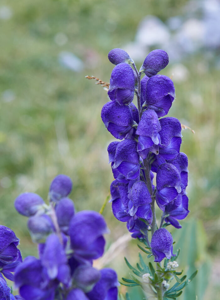 Acnito (Aconitum napellus)