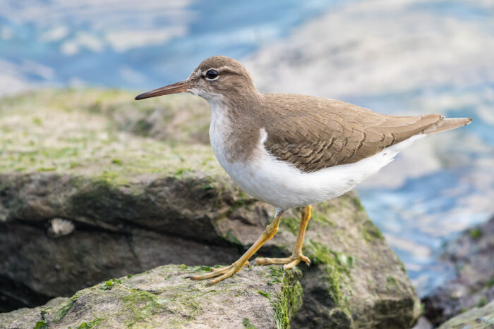 andarros maculado (Actitis macularius)