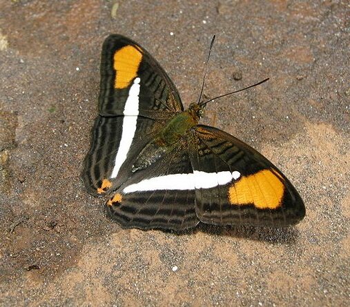 Adelpha abia