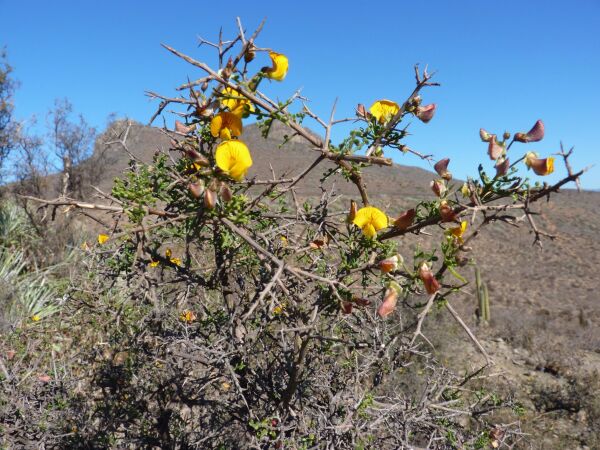 Palhun o Adesmia microphylla.