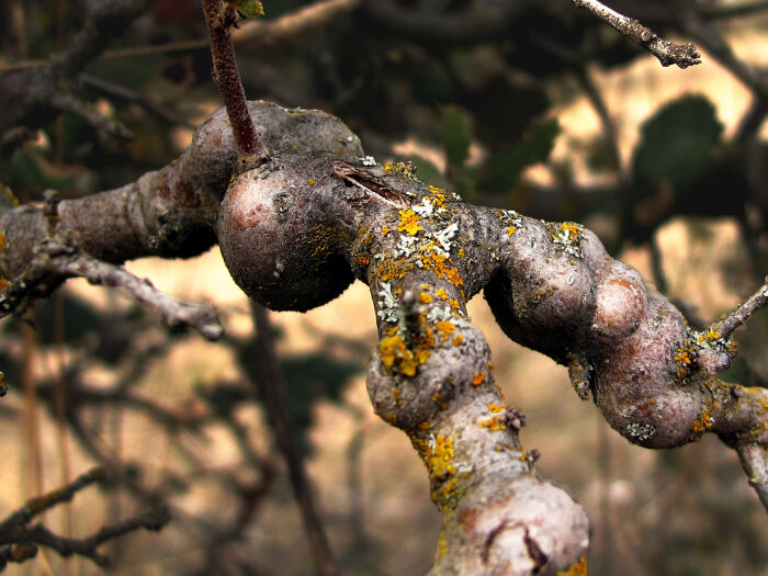 Agallas en una encina