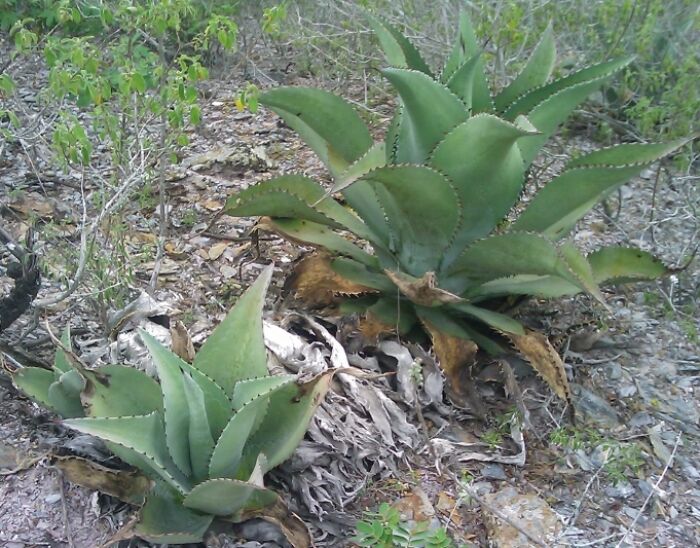 Cocui (Agave cocui)