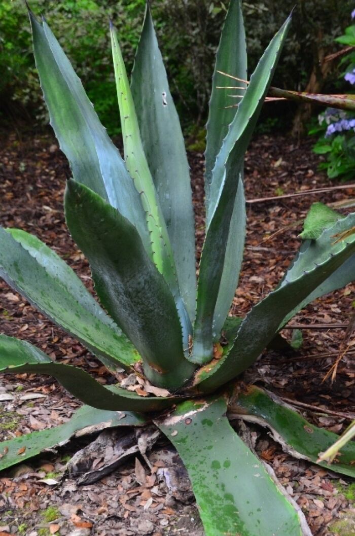 Agave tequilana