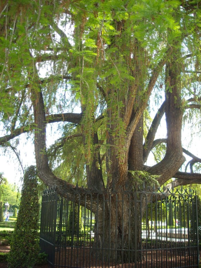 ahuehuete: rbol de la familia de las cupresceas, originario de la Amrica del Norte, especialmente Mxico, noreste de Guatemala y sur de Texas, de madera semejante a la del ciprs. Por su elegancia se cultiva en los jardines de Europa. Su nombre cientfico es Taxodium mucronatum.